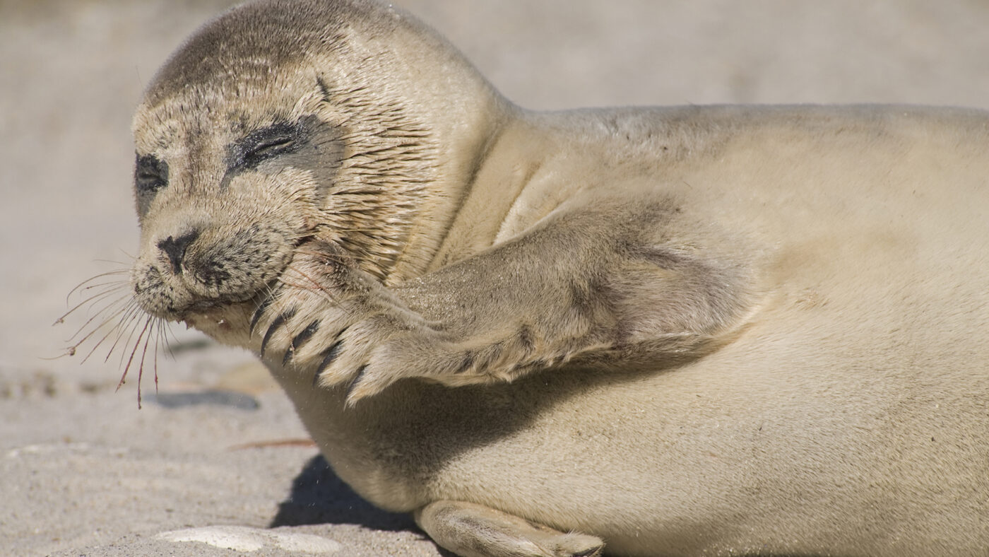 Waddengenot Zeehond op de zandplaat