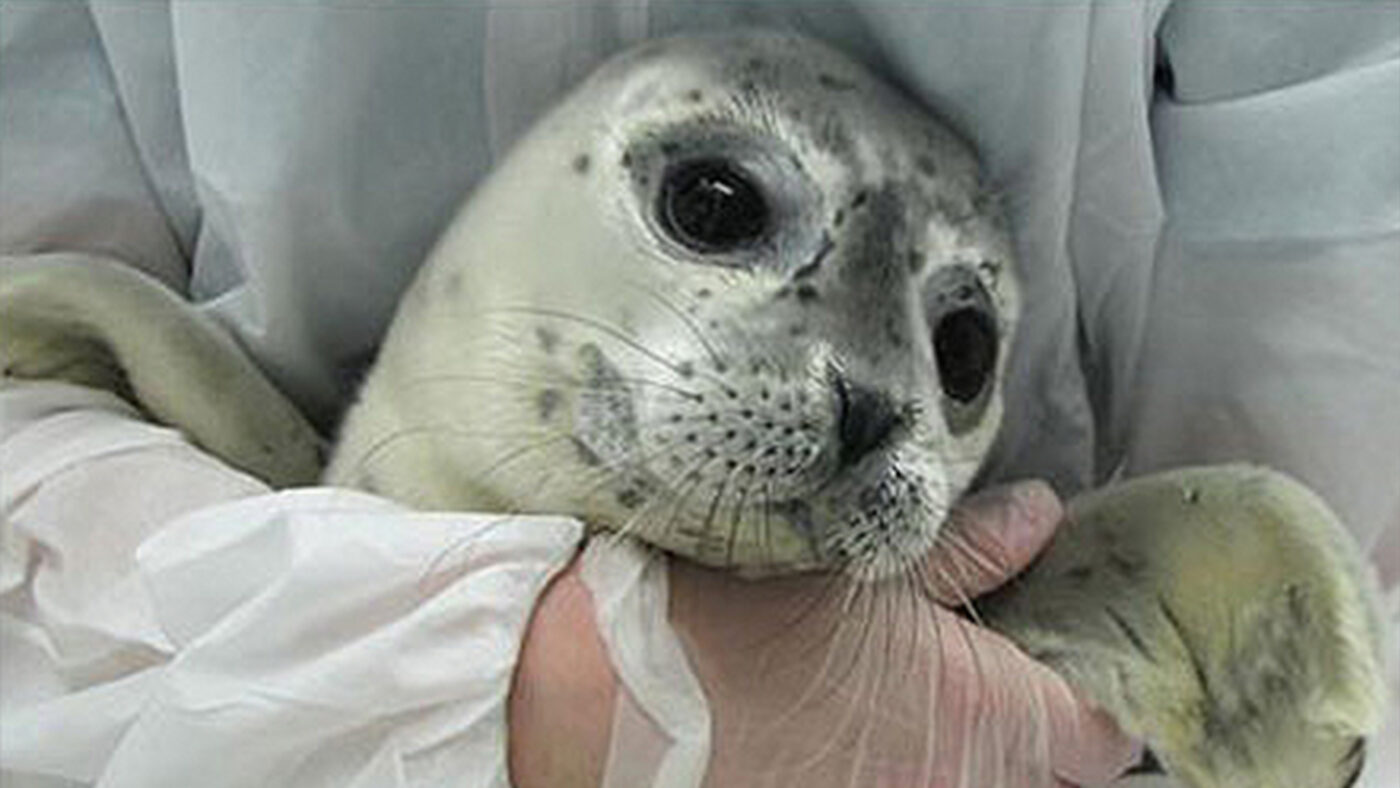 zeehond zeehondencentrum zeehondencreche pieterburen