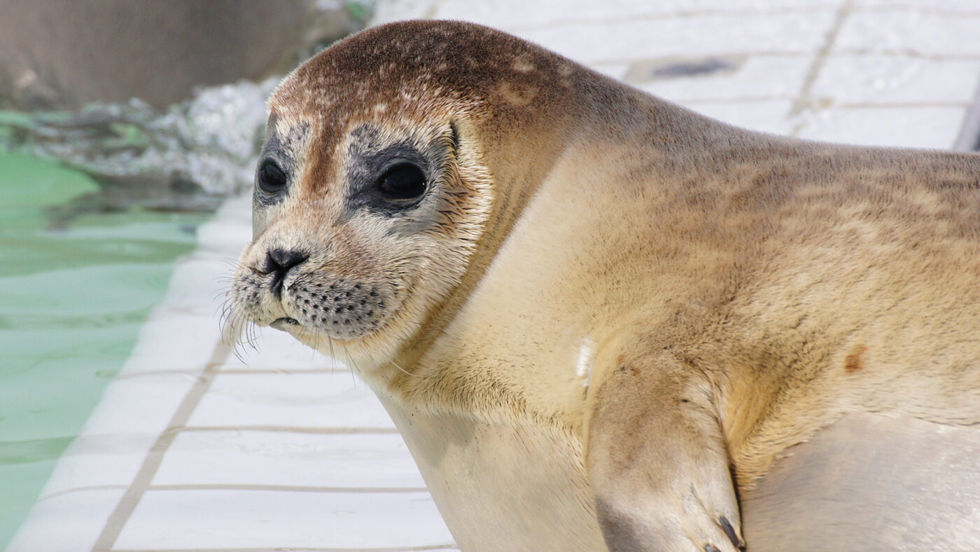 Waddengenot zeehondencentrum Pieterburen Zeehond