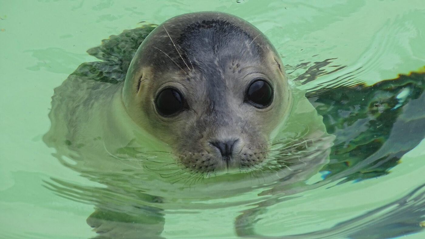 Waddengenot zeehondencentrum Pieterburen Zeehond